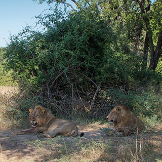 South Luangwa - Lions
